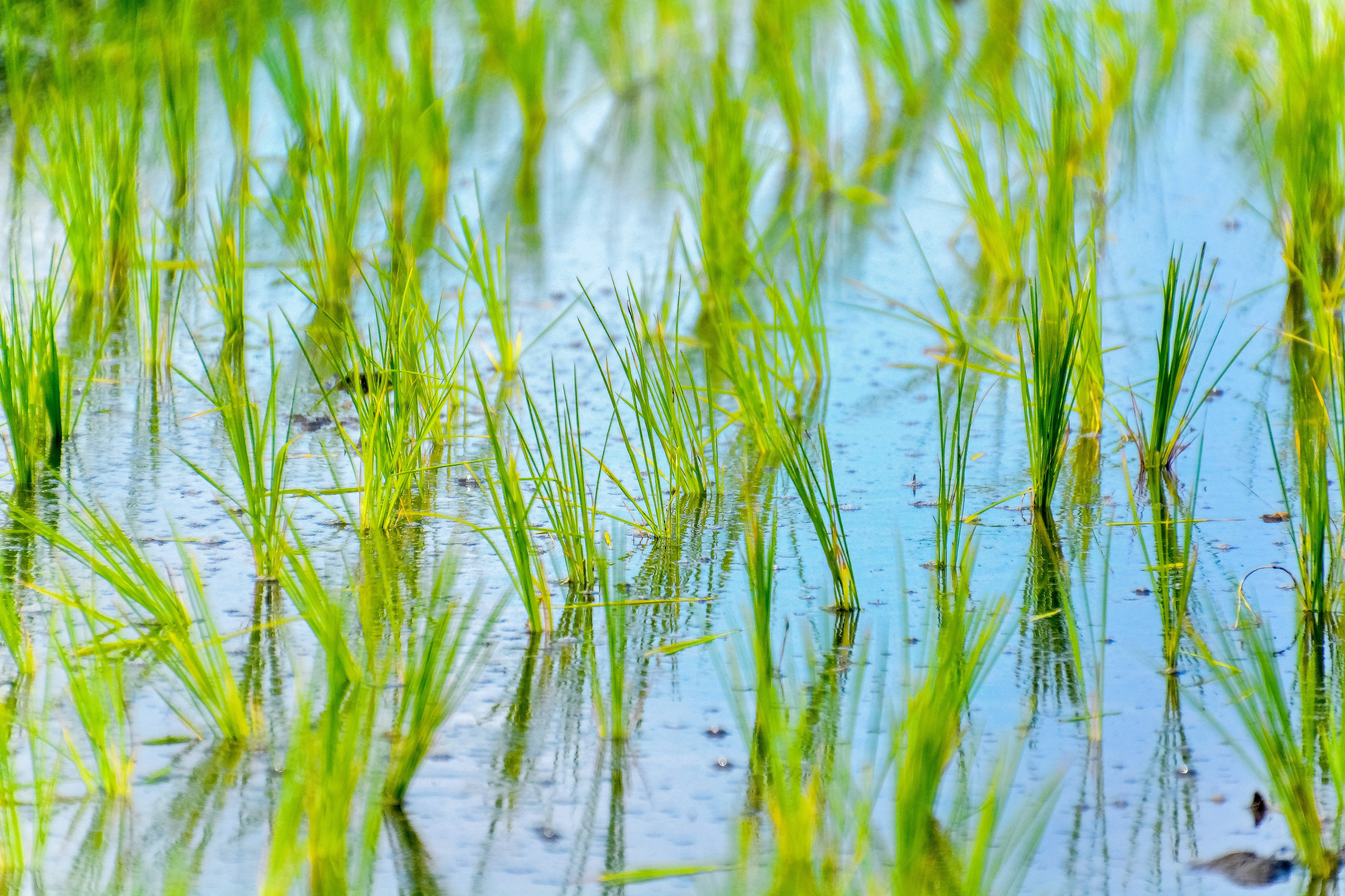 green grass on water during daytime